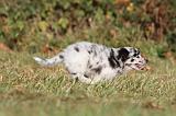 BERGER AUSTRALIEN PUPPIES 203